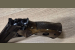 Beretta Mod. 76 kal. 22LR